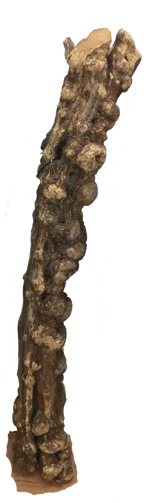 WoodWorld Of Texas Burls & Art Peices Burl # 2 1 WoodWorld Of Texas Burls & Art Peices Burl # 2